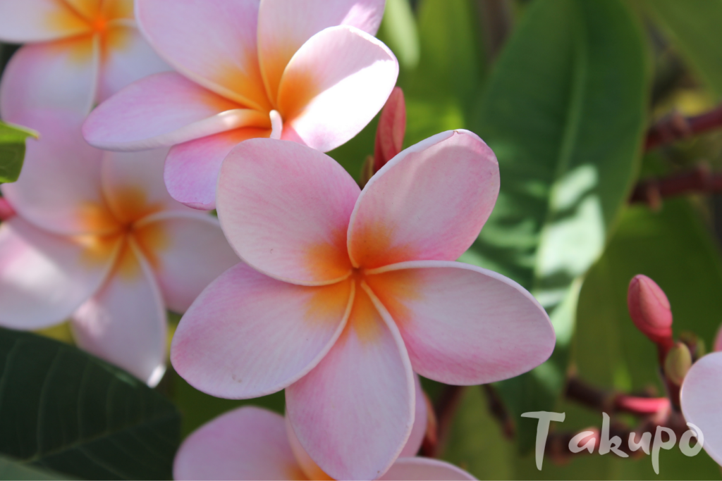 Rosafarbene Frangipaniblüten mit Blattgrün