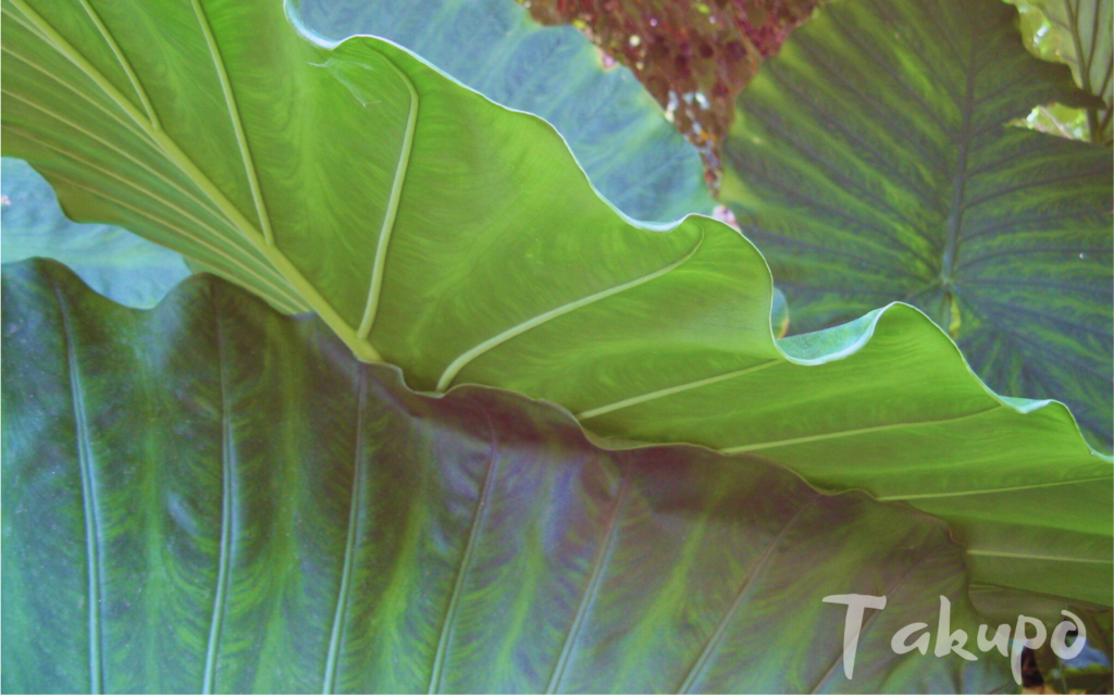 Große grüne tropische Blätter