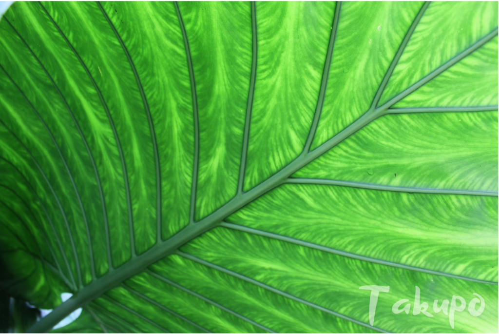 Großes tropisches grünes Blatt