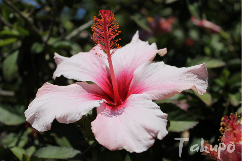 Rosafarbene Hibiskusblüte auf Teneriffa