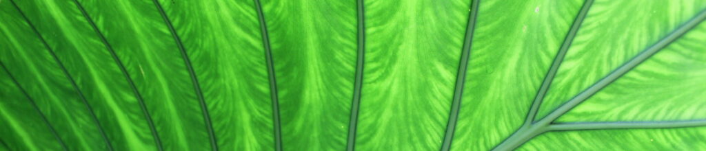 Grünes Blatt Tropen