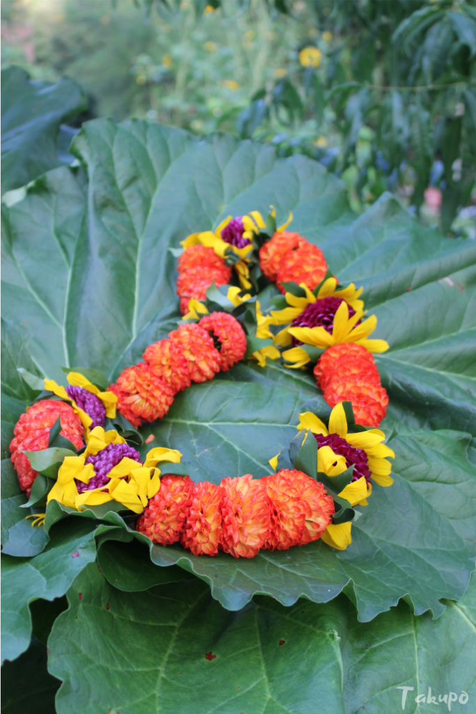 Orangefarbener Lei aus Dahlien auf Rhabarberblatt im Garten