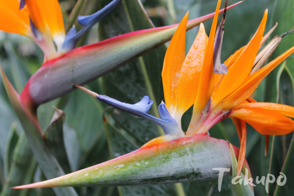 Zwei Streliezienblüten mit Blattgrün